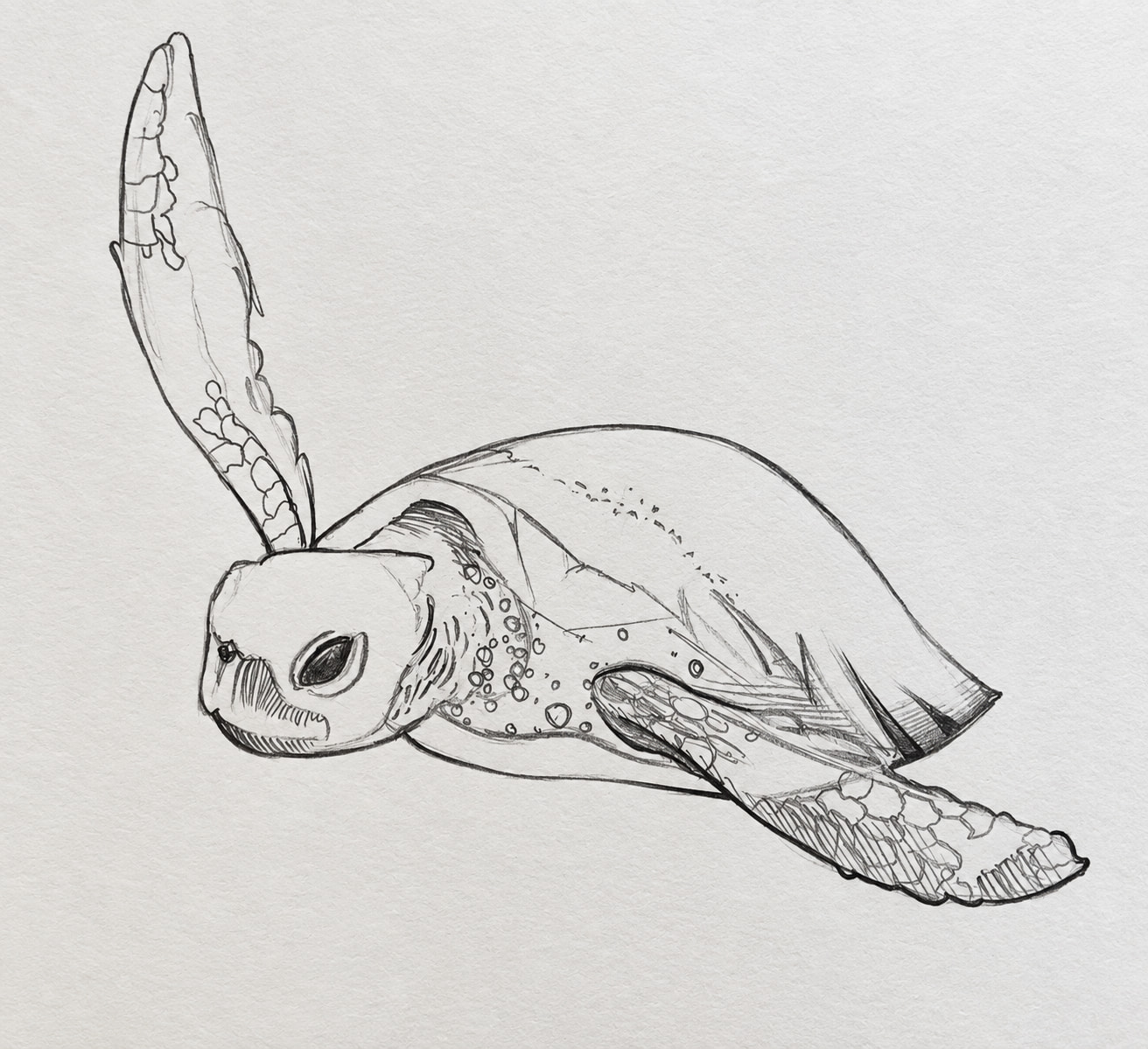 Space Turtle
